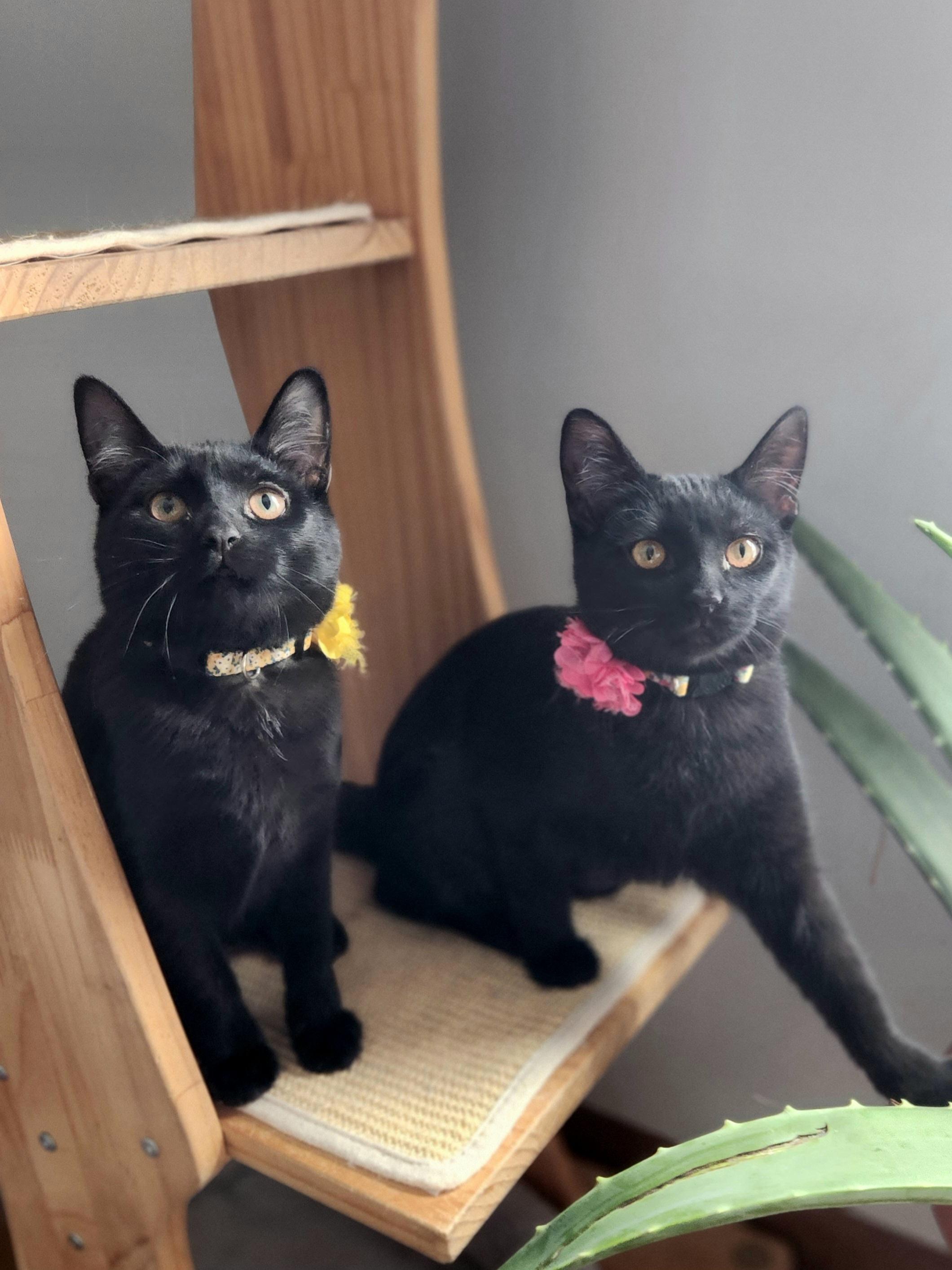 Enlarge Valkyrie (Val) - Bonded w/ Lady Jane, a Adoptable mixed breed in Clawson, MI image 3/4