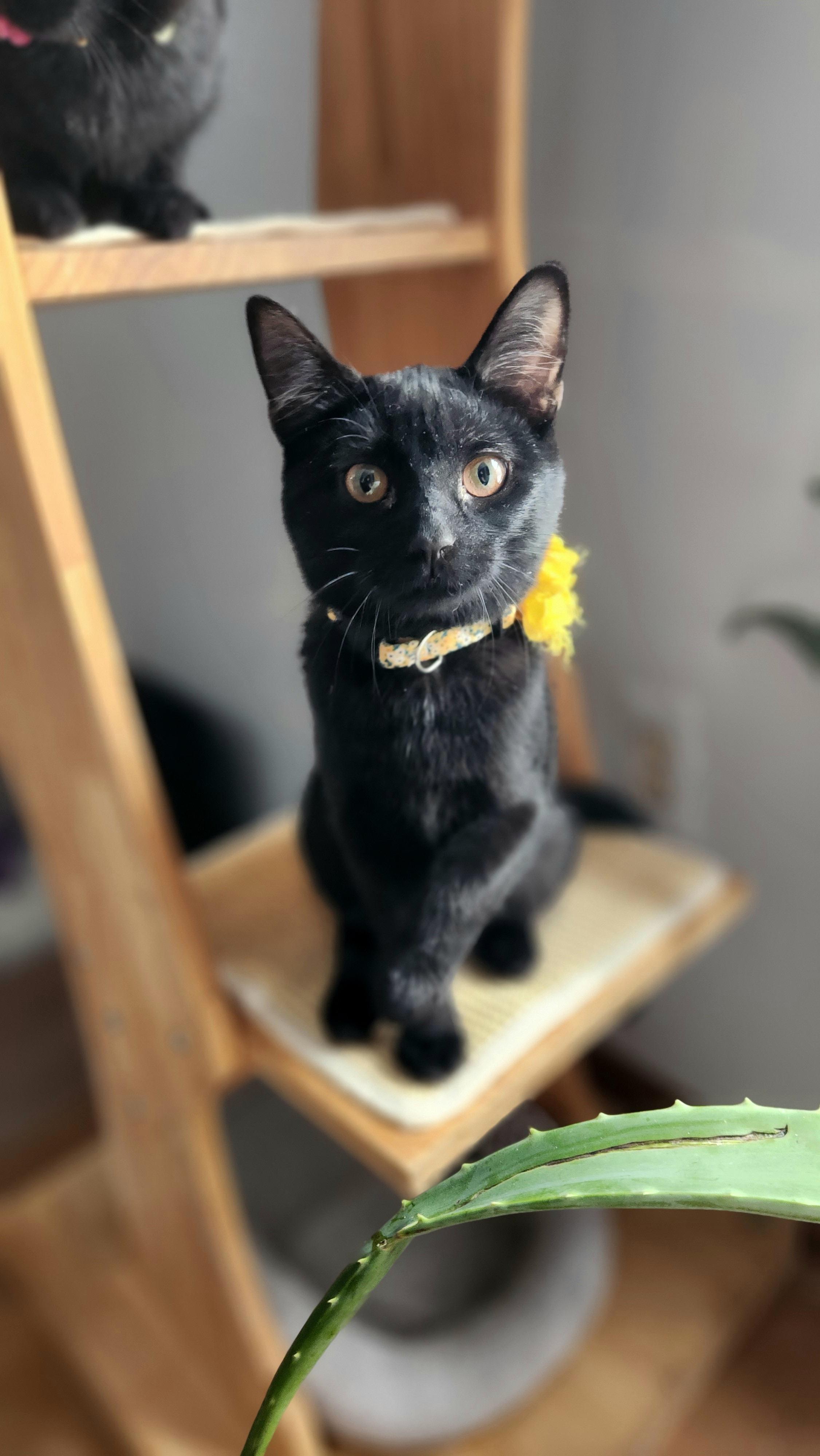 Enlarge Valkyrie (Val) - Bonded w/ Lady Jane, a Adoptable mixed breed in Clawson, MI image 1/4