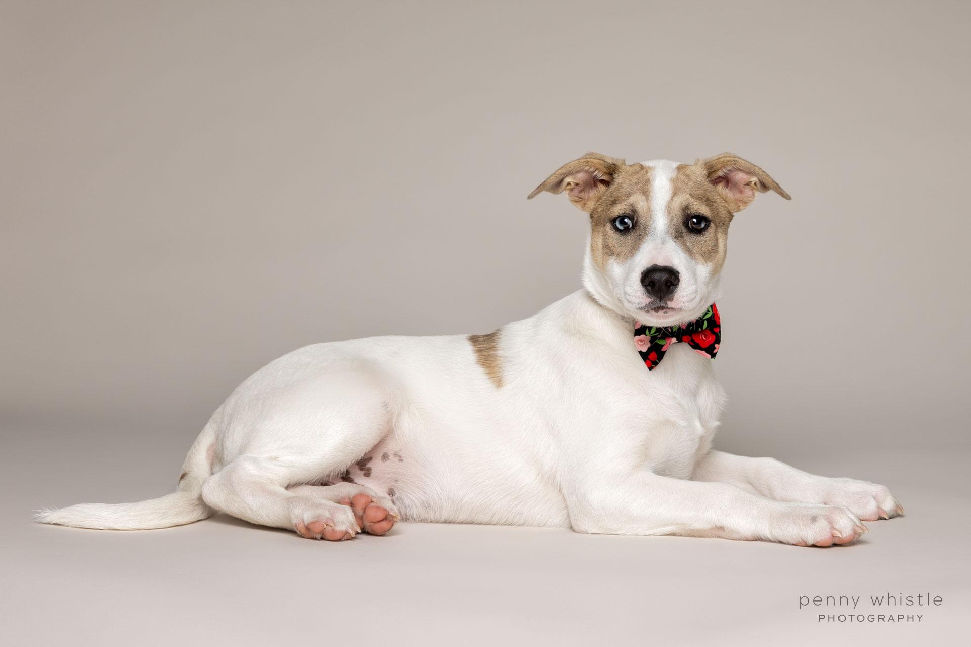 Enlarge Oliver , a Adoptable mixed breed in Coppell, TX image 3/4