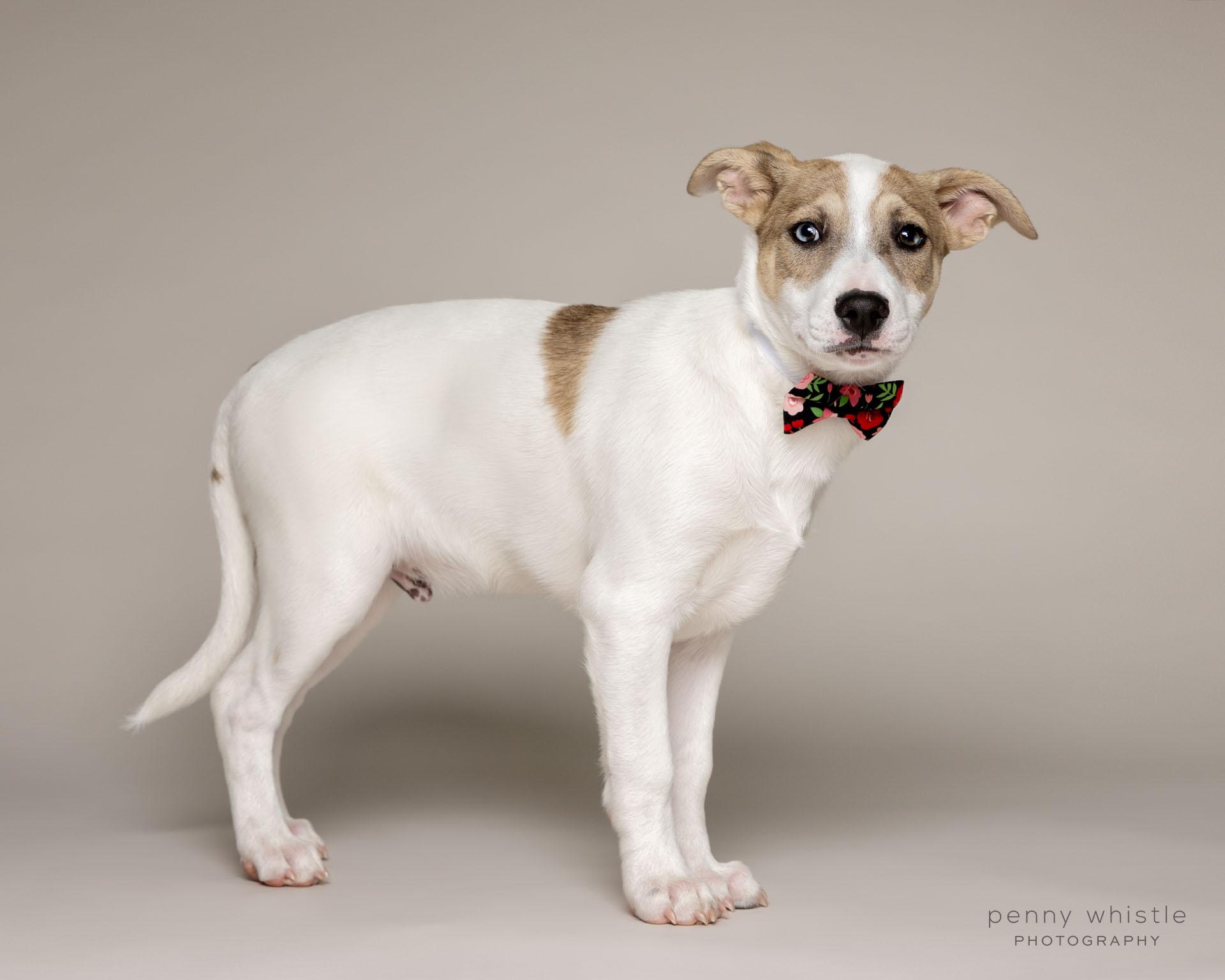 Enlarge Oliver , a Adoptable mixed breed in Coppell, TX image 4/4