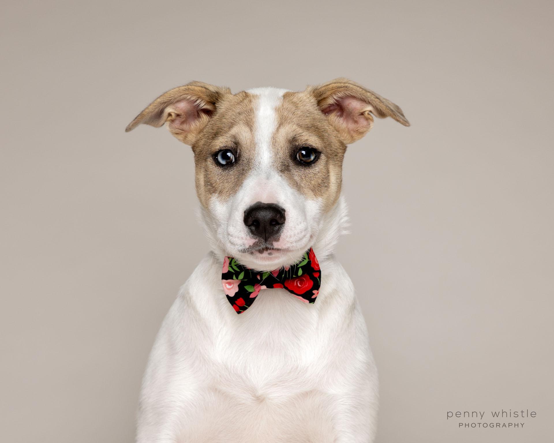 Oliver , Adoptable, Puppy Male Terrier & Mixed Breed.