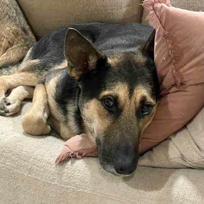 Jose (134093) (In a Foster Home) photo 6