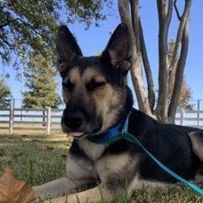 Jose (134093) (In a Foster Home) photo 4