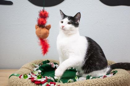 Gala, a Adoptable Domestic Short Hair in Lebec, CA image 1/3