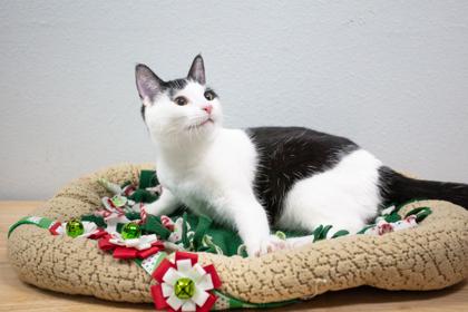 Gala, a Adoptable Domestic Short Hair in Lebec, CA image 2/3