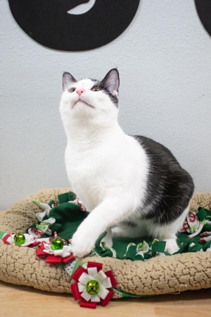Gala, a Adoptable Domestic Short Hair in Lebec, CA image 3/3