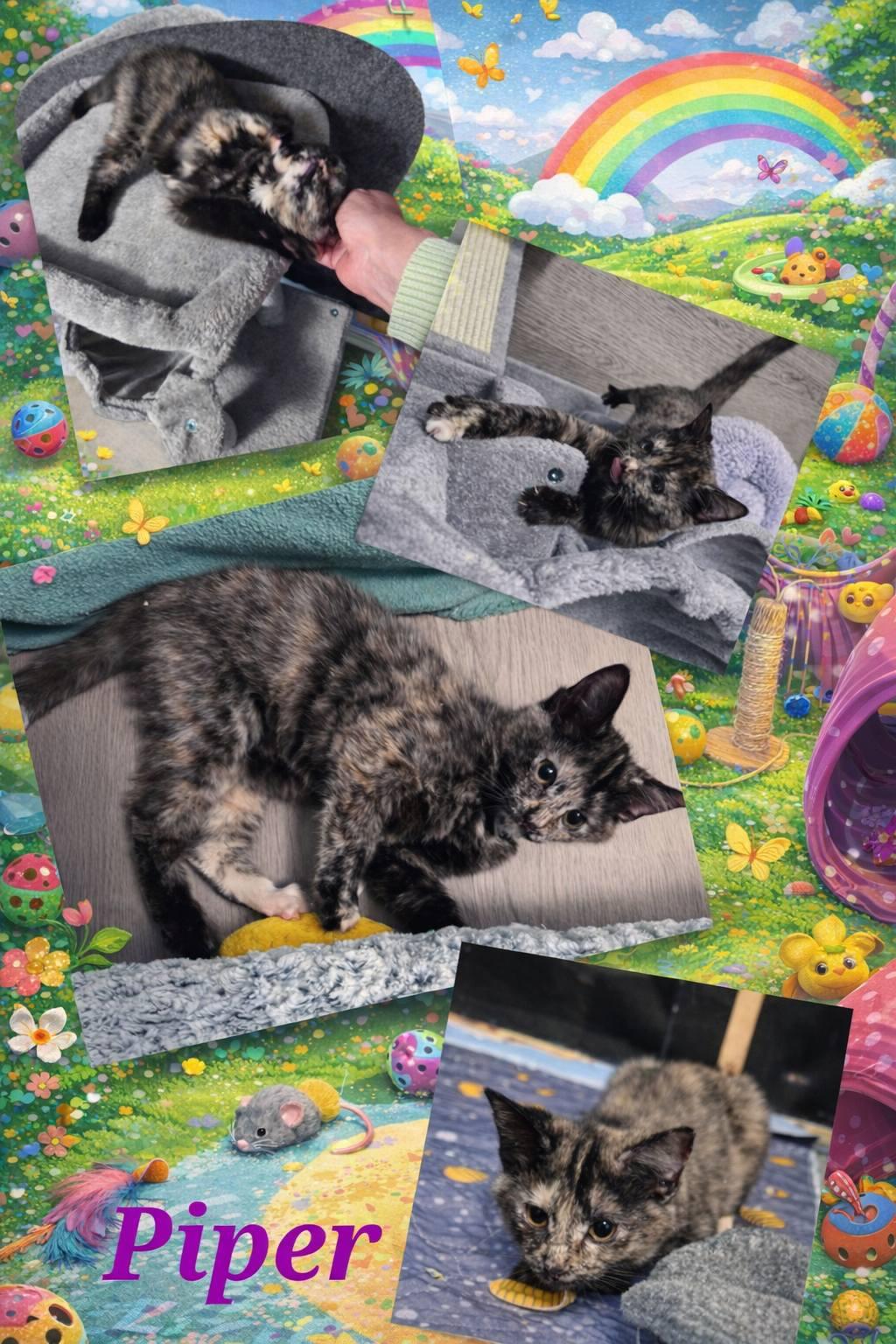 Quinn & Piper (Bonded Pair), an adopted Domestic Short Hair in Vine Grove, KY image 5/6