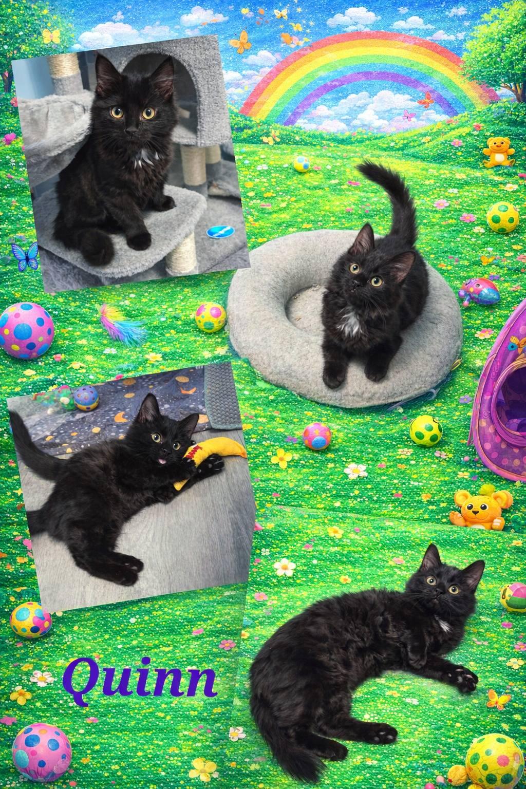 Quinn & Piper (Bonded Pair), an adopted Domestic Short Hair in Vine Grove, KY image 6/6