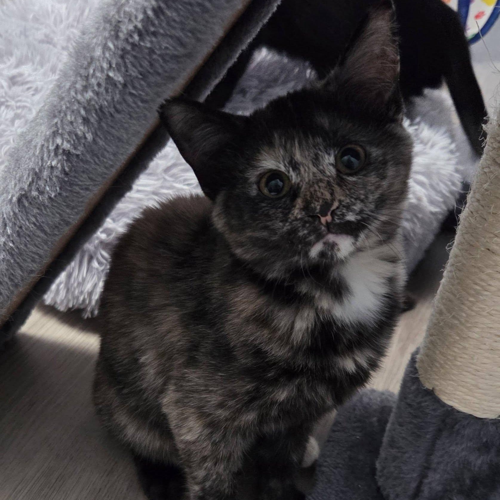 Quinn & Piper (Bonded Pair), an adopted Domestic Short Hair in Vine Grove, KY image 3/6