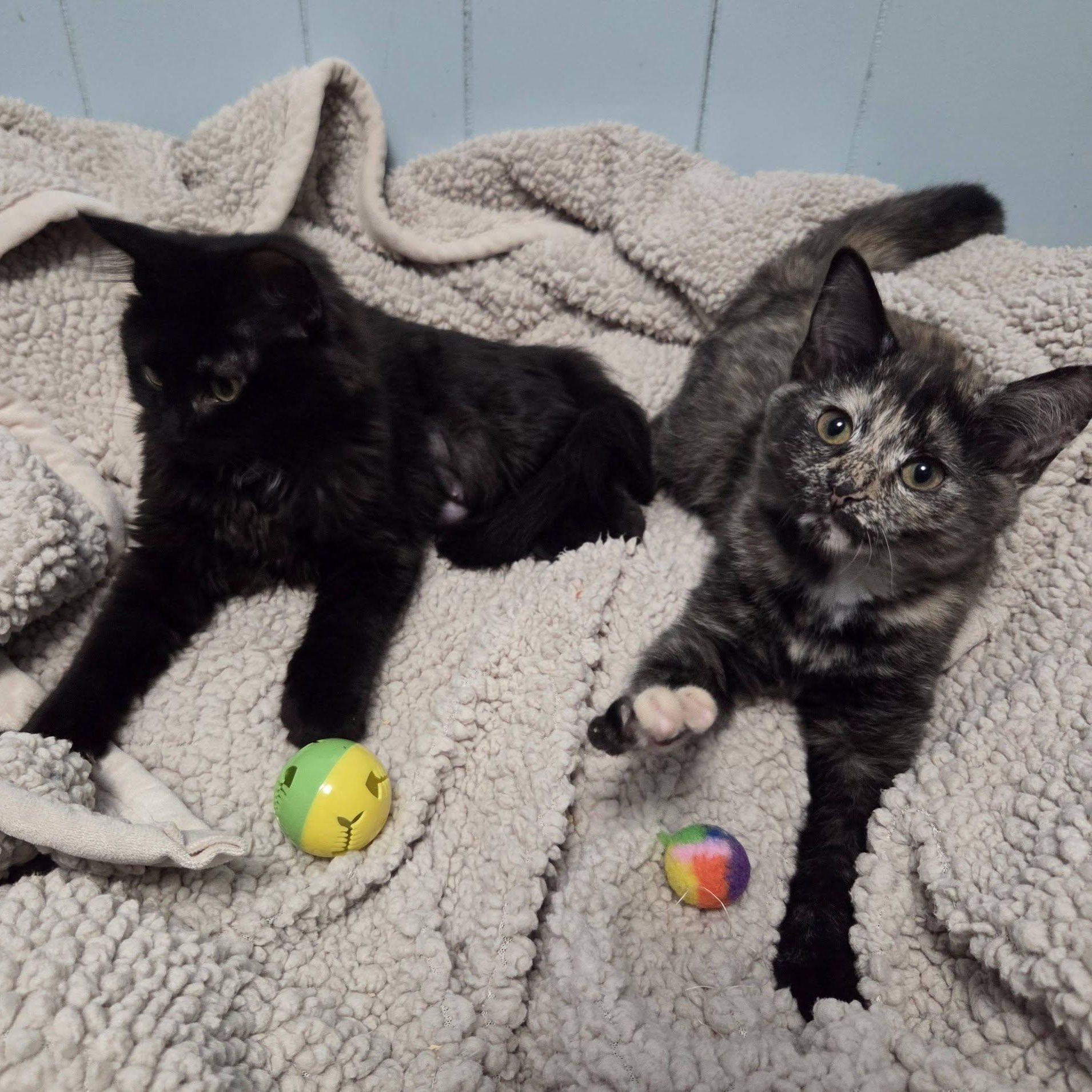 Quinn & Piper (Bonded Pair), adopted, Kitten Female Domestic Short Hair.