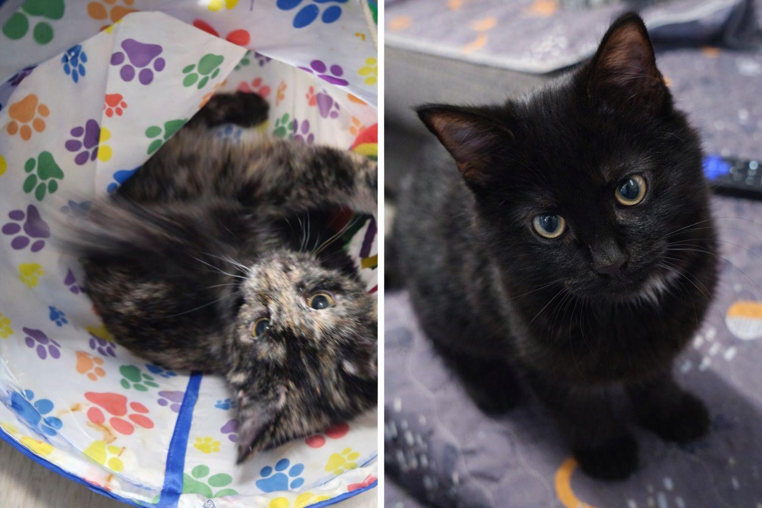 Quinn & Piper (Bonded Pair), an adopted Domestic Short Hair in Vine Grove, KY image 4/6