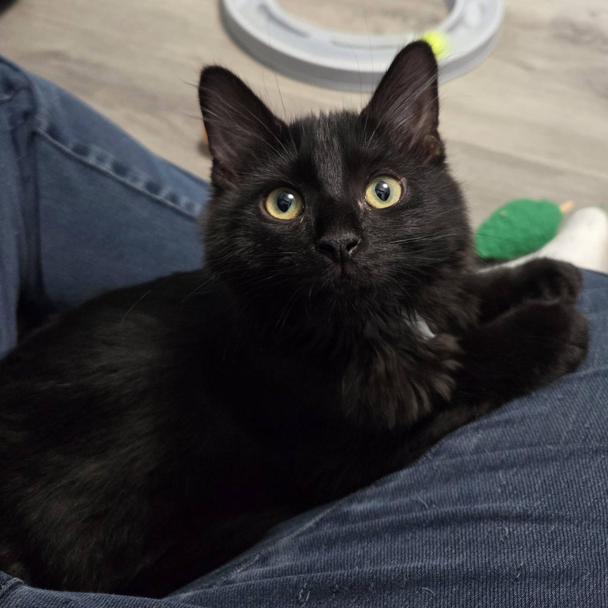 Quinn & Piper (Bonded Pair), an adopted Domestic Short Hair in Vine Grove, KY image 2/6