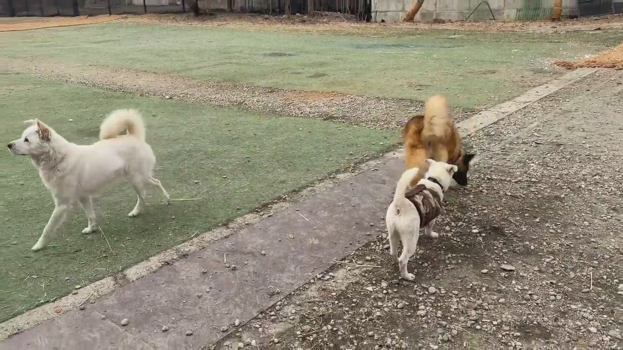 Enlarge Michelle, a ADOPTABLE Mixed Breed in Elma, WA video 2/3