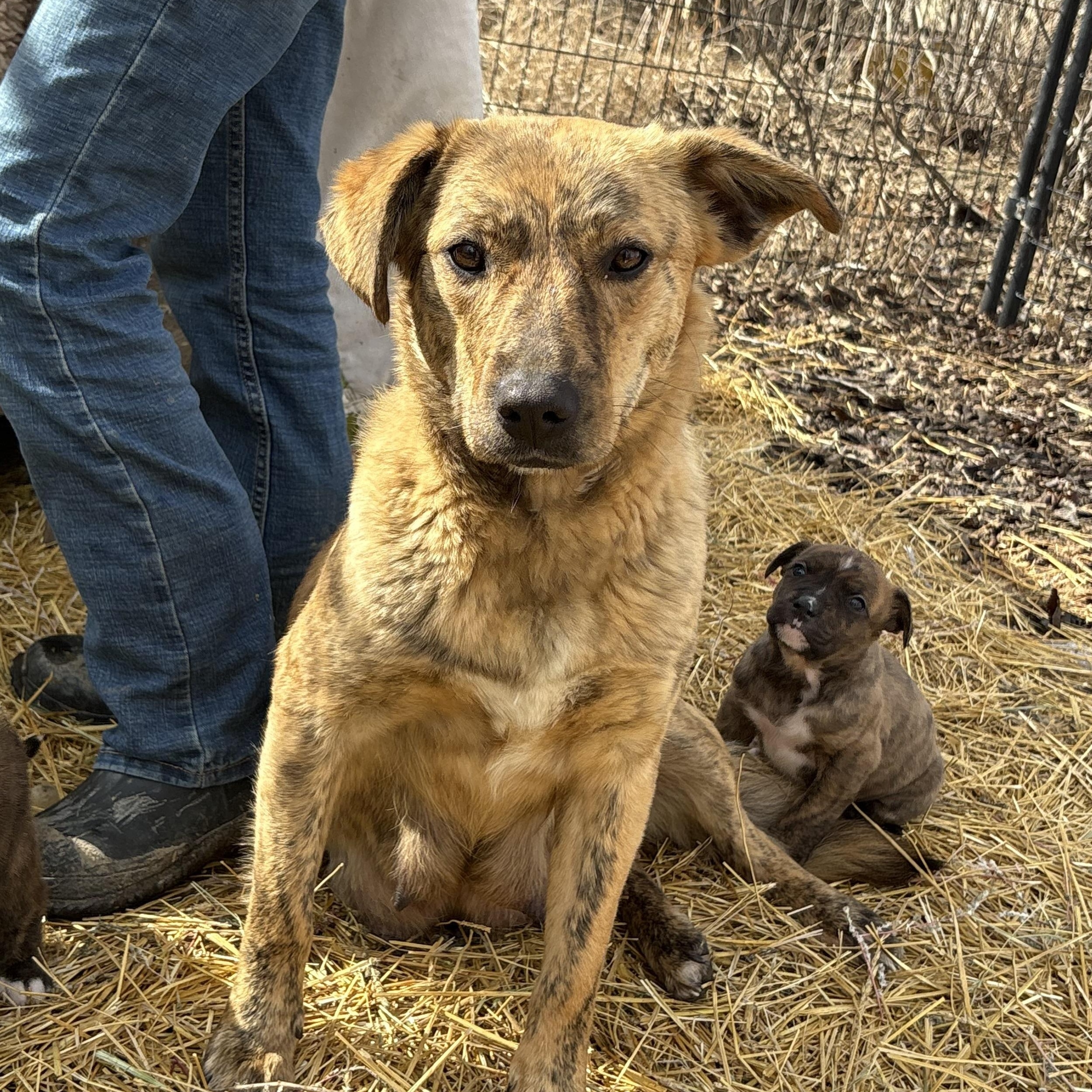 Enlarge Daisy, a ADOPTABLE mixed breed in Saskatoon, SK image 2/2