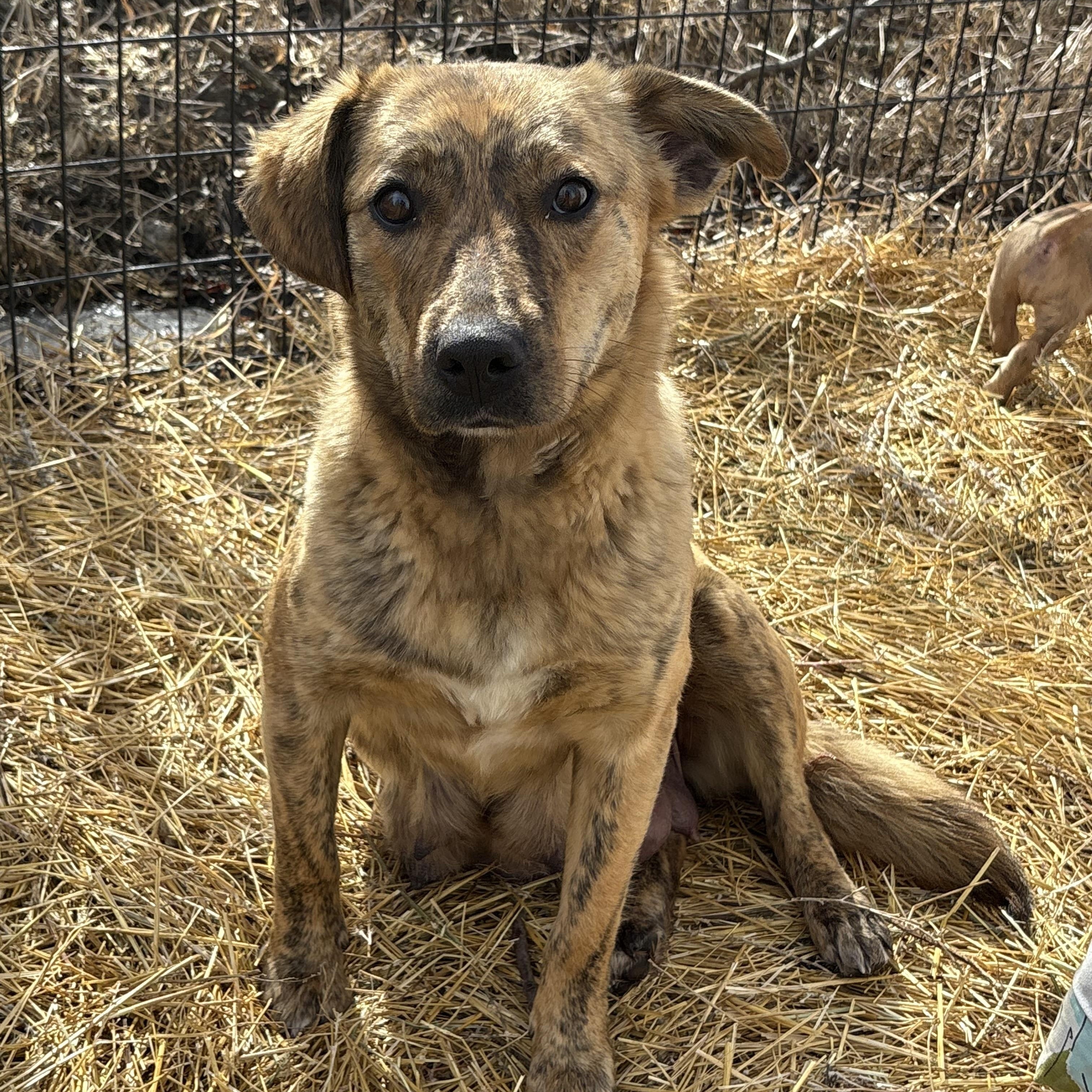 Daisy, ADOPTABLE, Young Female Mixed Breed.