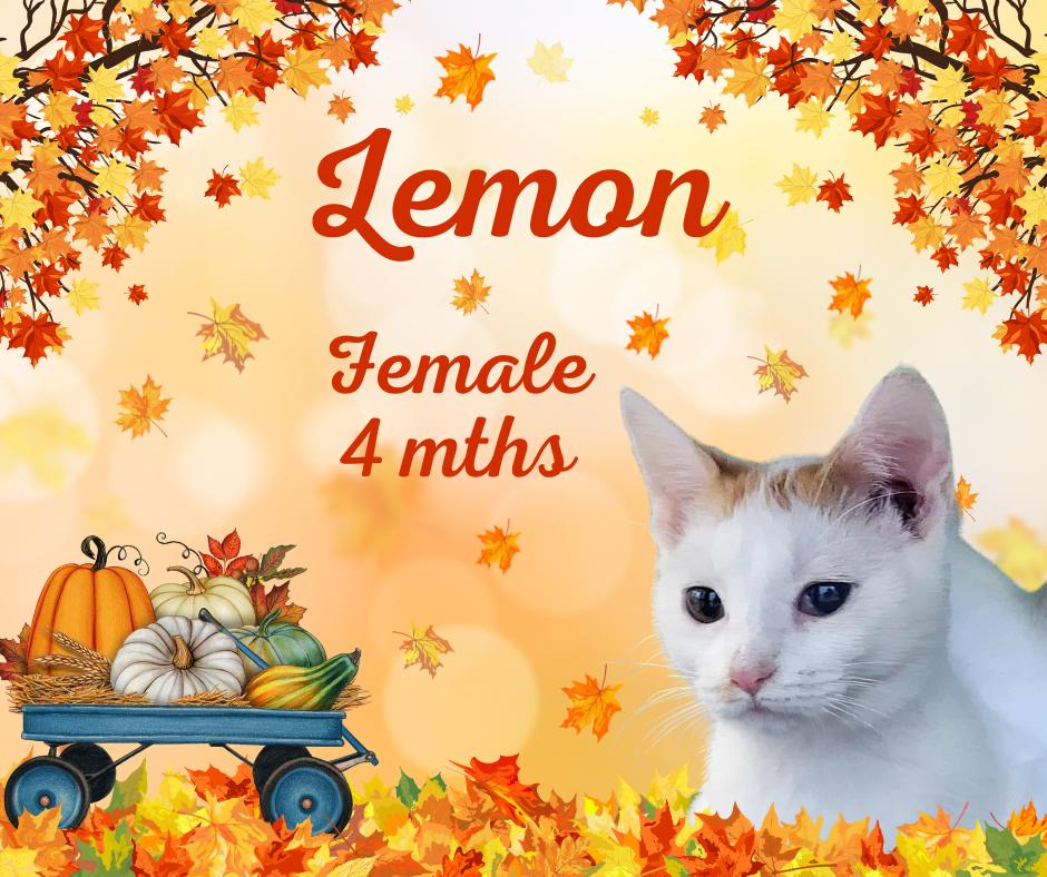 Lemon