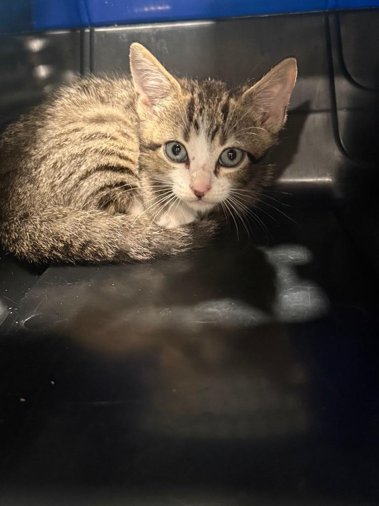 Beck, Adoptable, Young Male Domestic Short Hair.