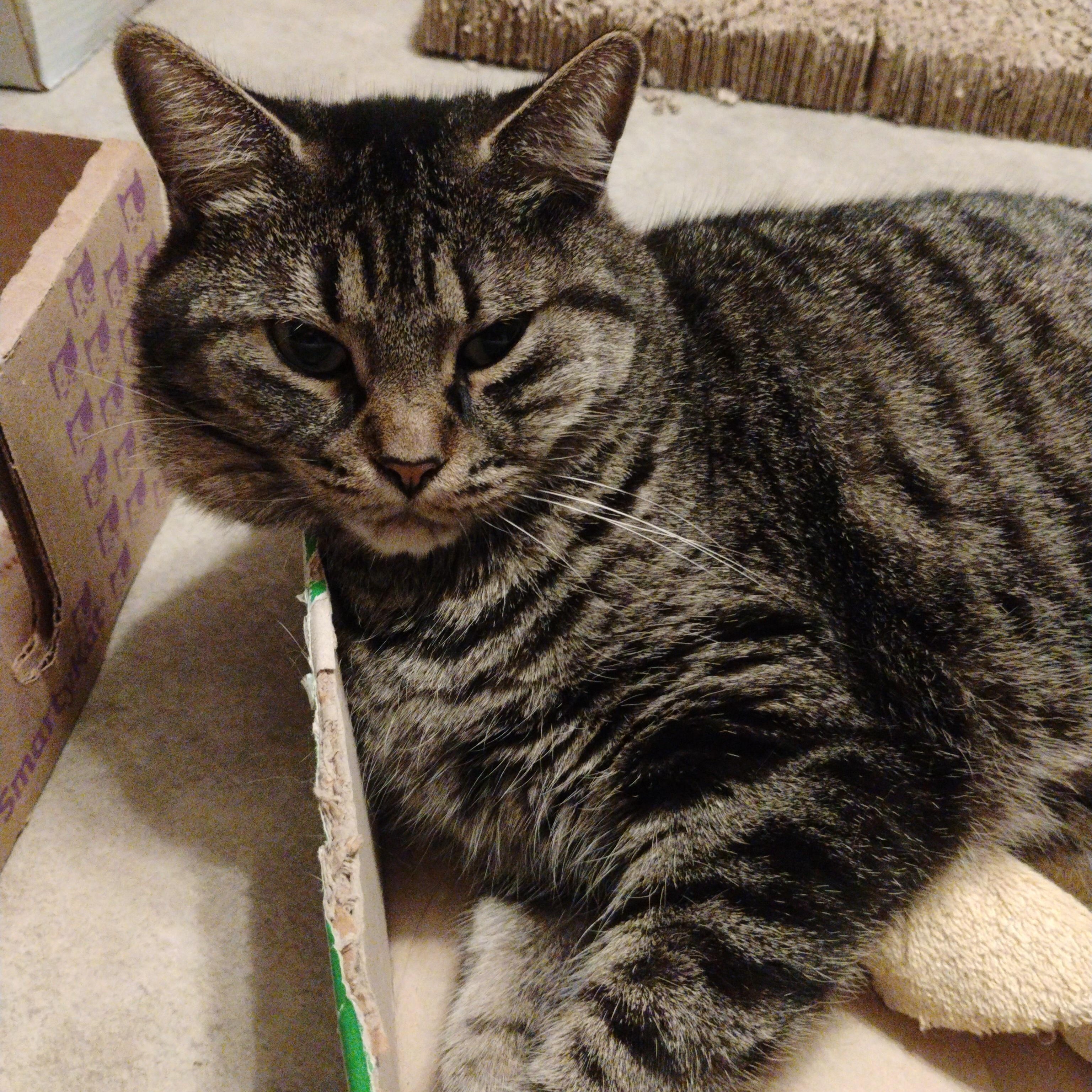 CLOE, a Adoptable mixed breed in Andover, KS image 1/2