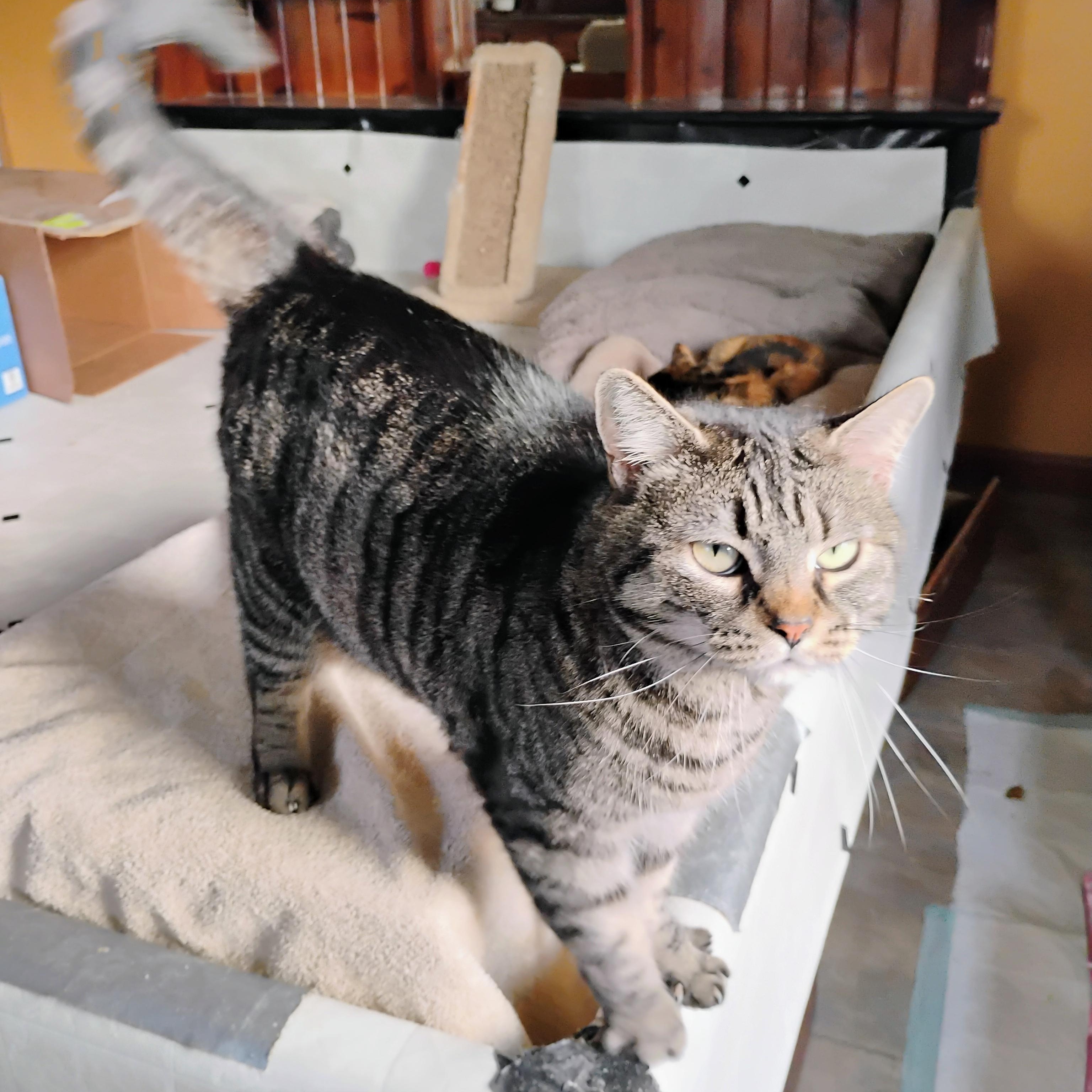 CLOE, a Adoptable mixed breed in Andover, KS image 2/2