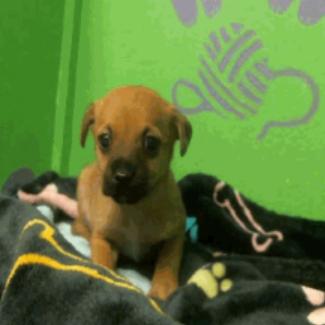 Bart, a Adoptable Schnauzer in Katy, TX image 1/2