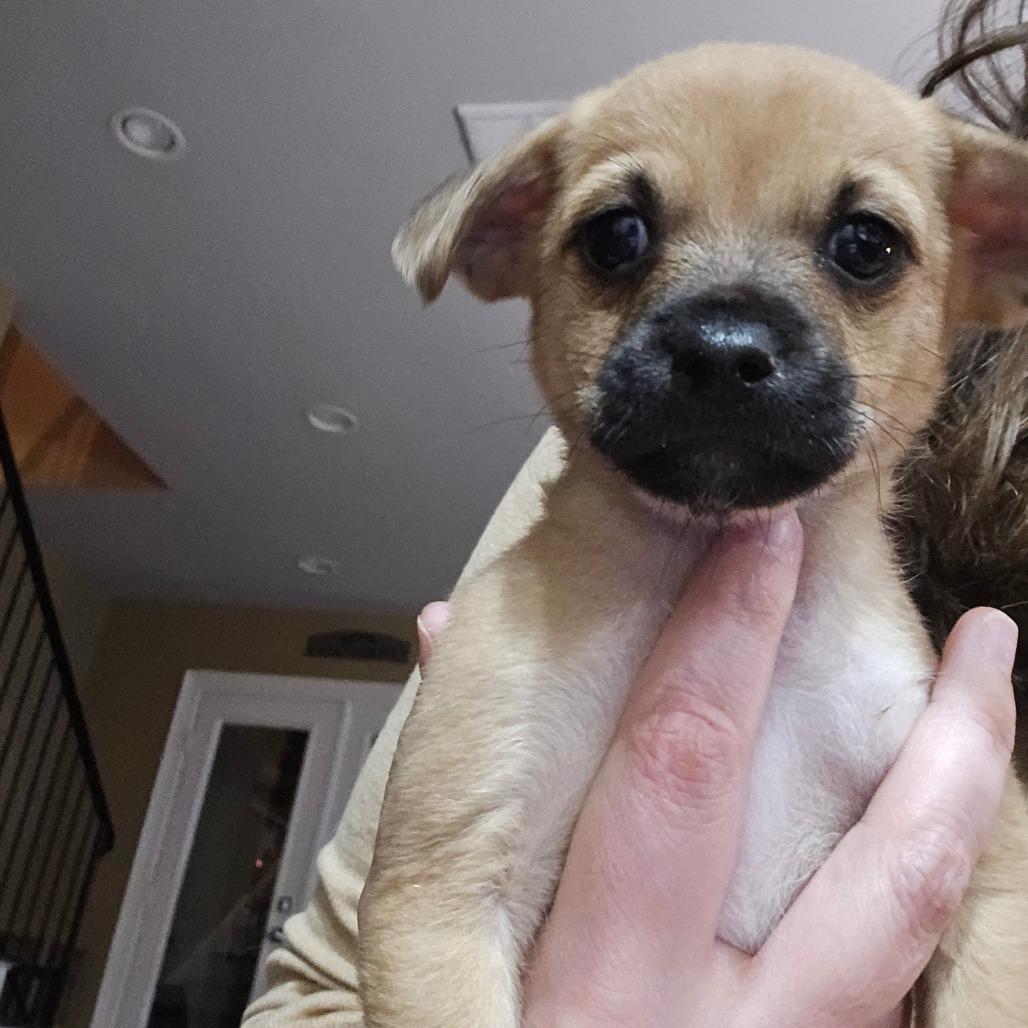Bart, a Adoptable Schnauzer in Katy, TX image 2/2