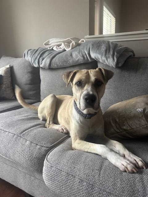 MOUSEY, Adoptable, Adult Male Labrador Retriever & Mixed Breed.