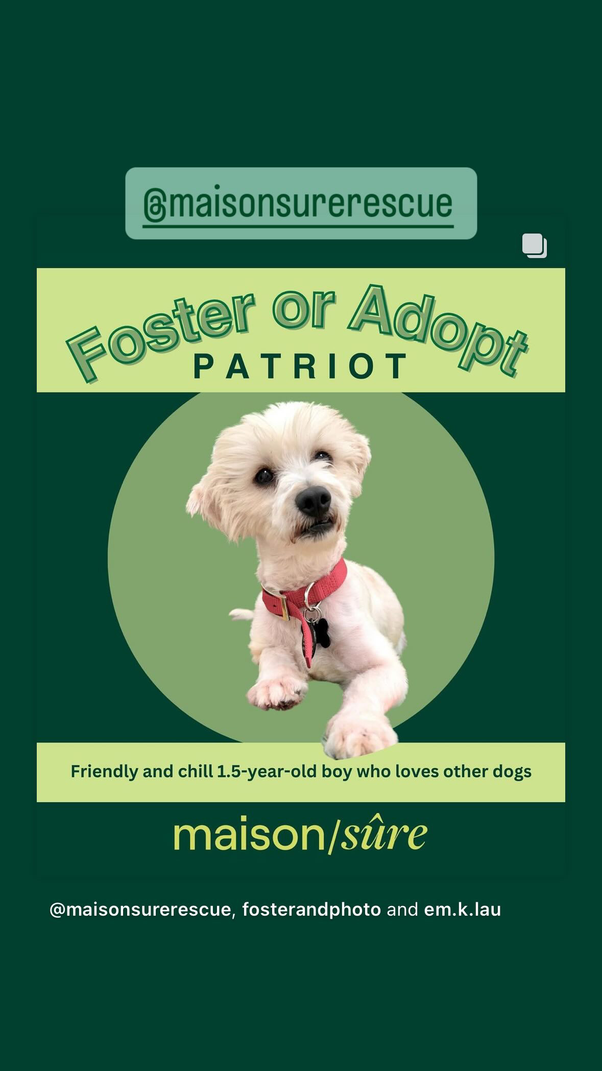 Enlarge Patriot, a Adopted mixed breed in West Hollywood, CA image 4/6