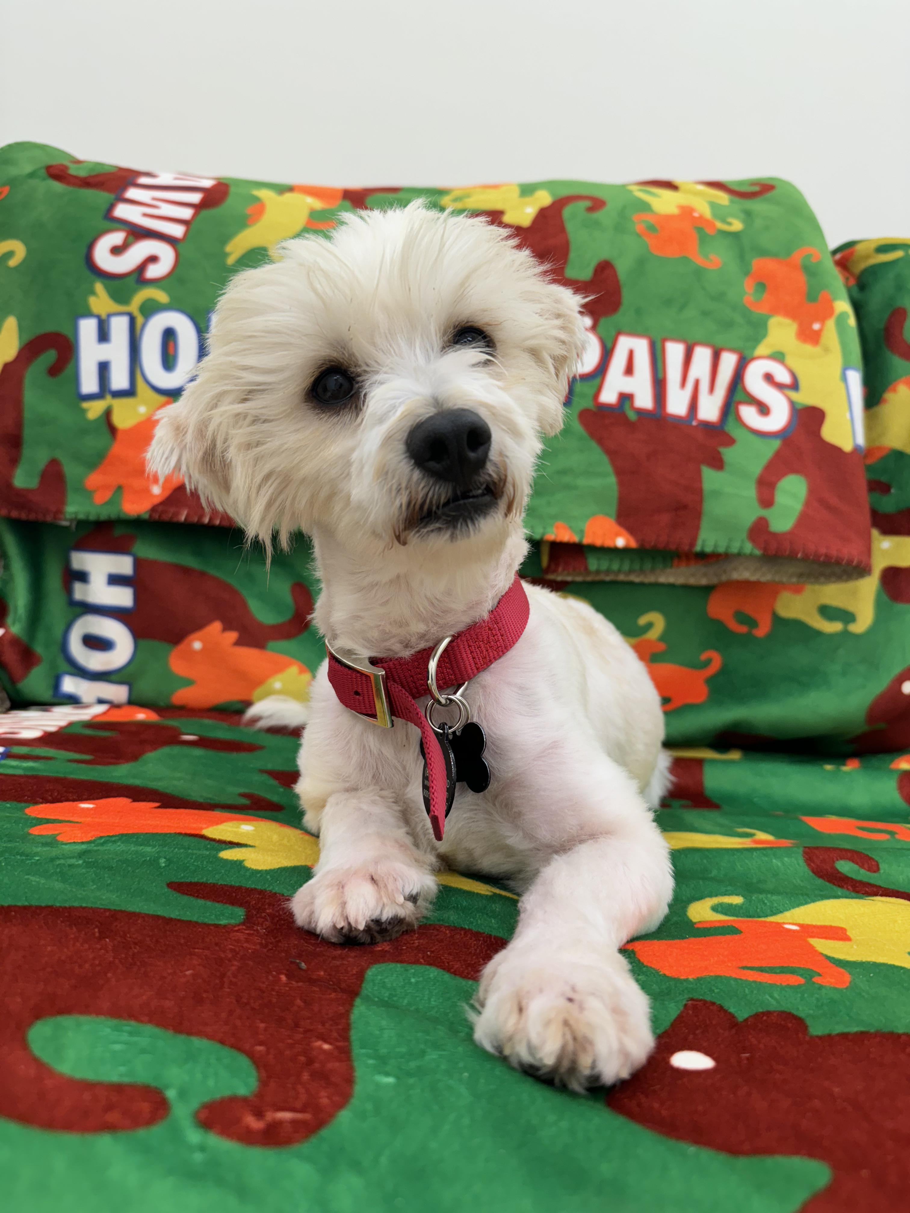 Enlarge Patriot, a Adopted mixed breed in West Hollywood, CA image 6/6