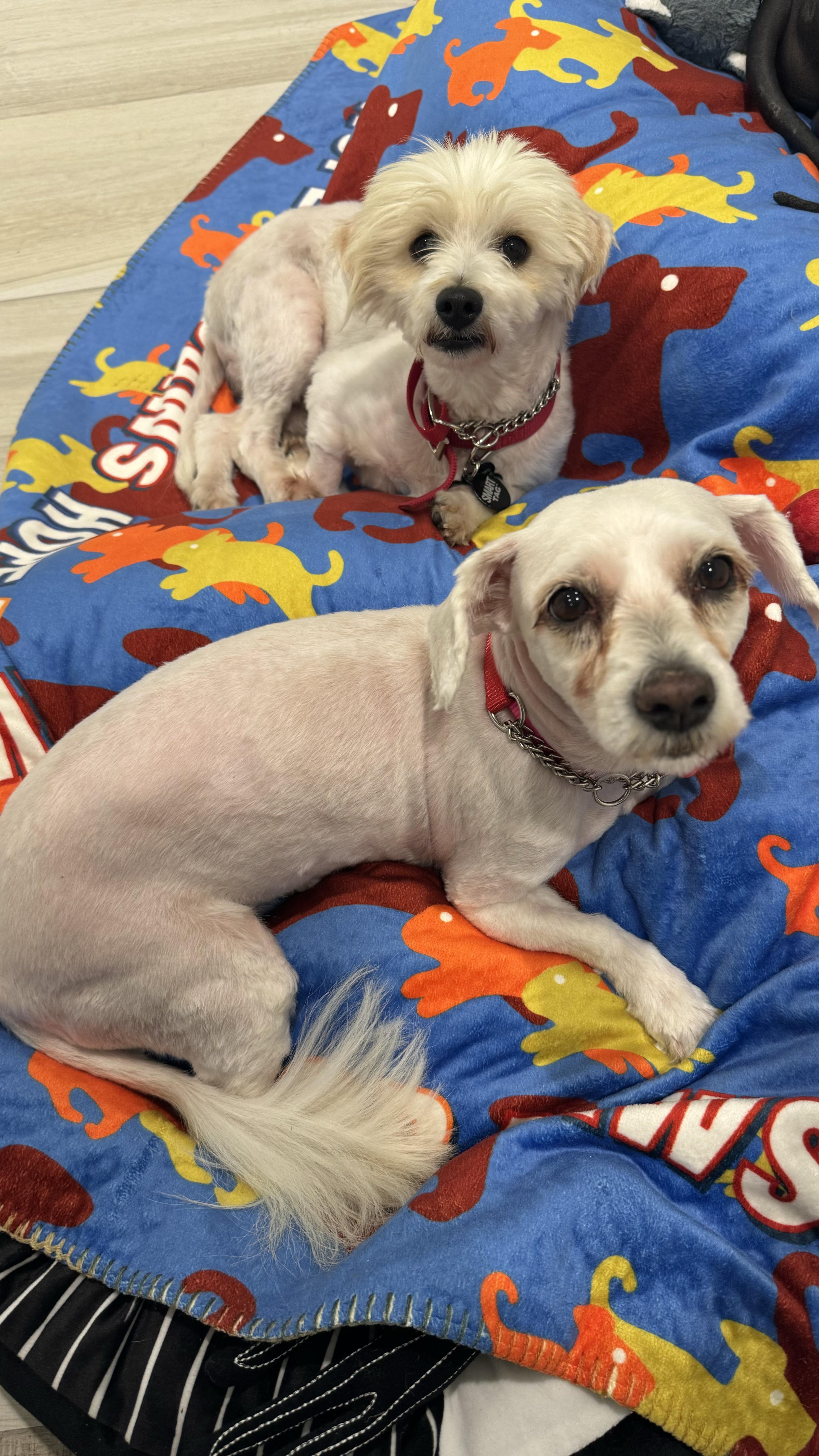 Enlarge Patriot, a Adopted mixed breed in West Hollywood, CA image 3/6