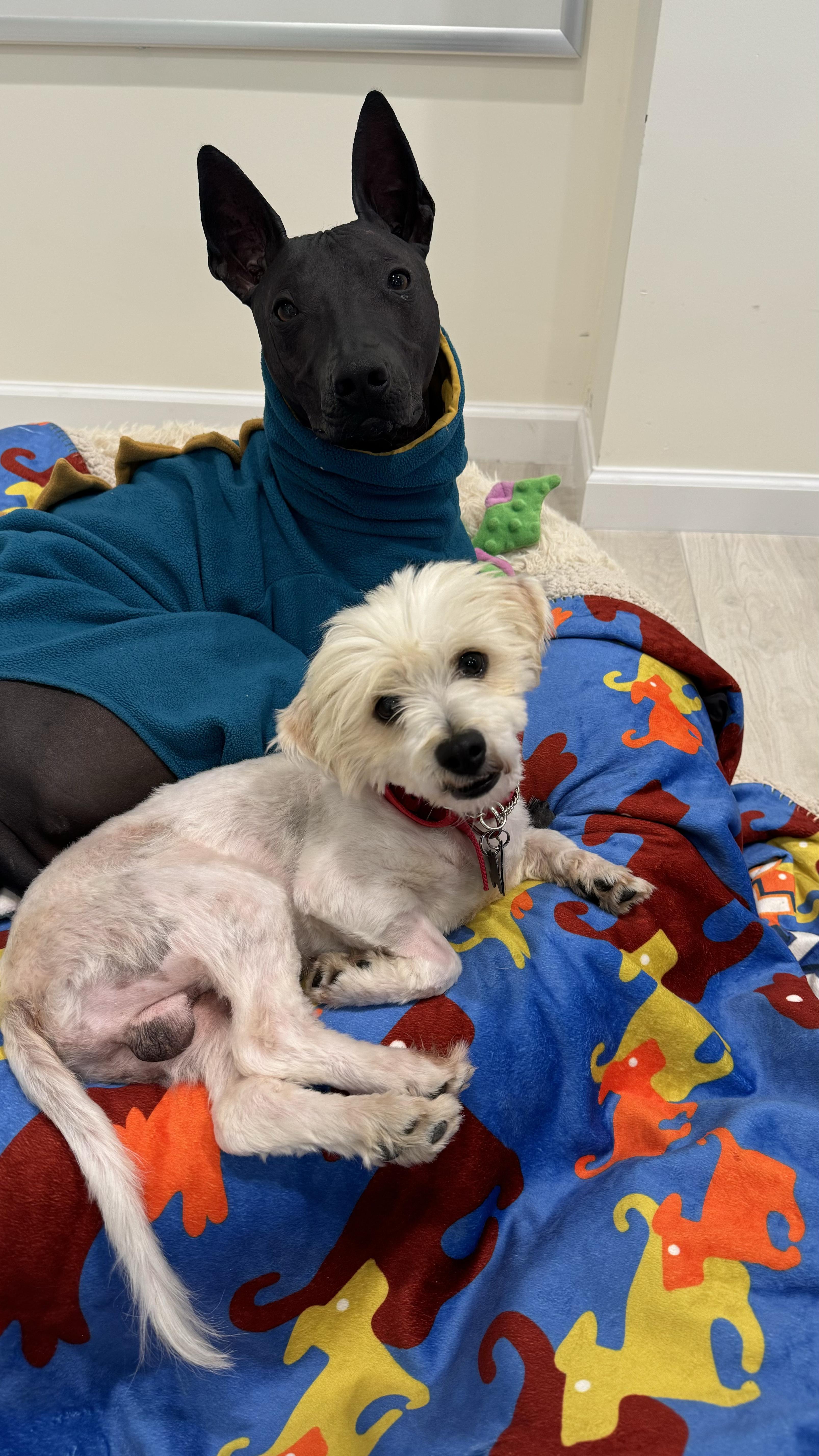 Enlarge Patriot, a Adopted mixed breed in West Hollywood, CA image 5/6