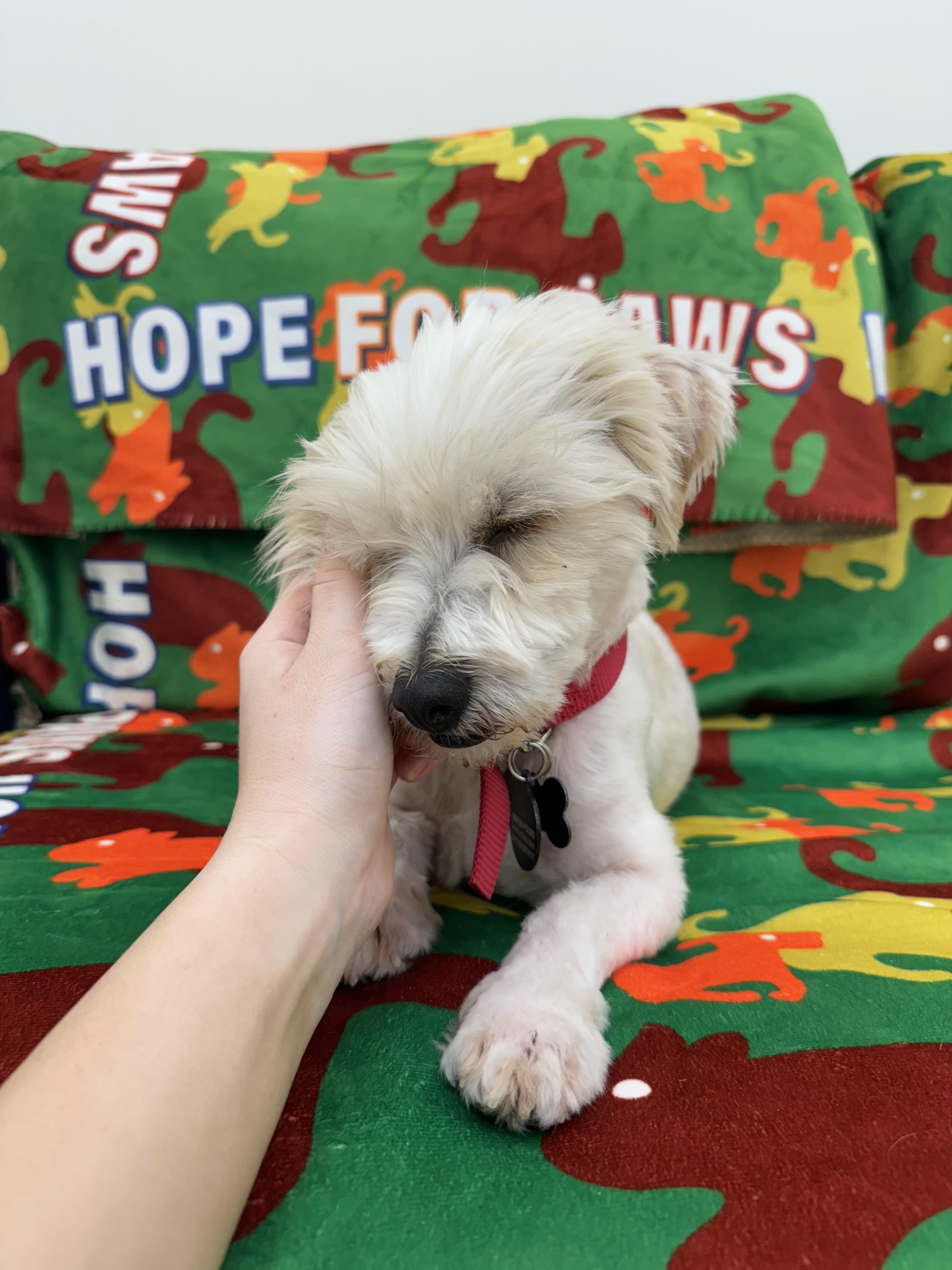 Enlarge Patriot, a Adopted mixed breed in West Hollywood, CA image 2/6