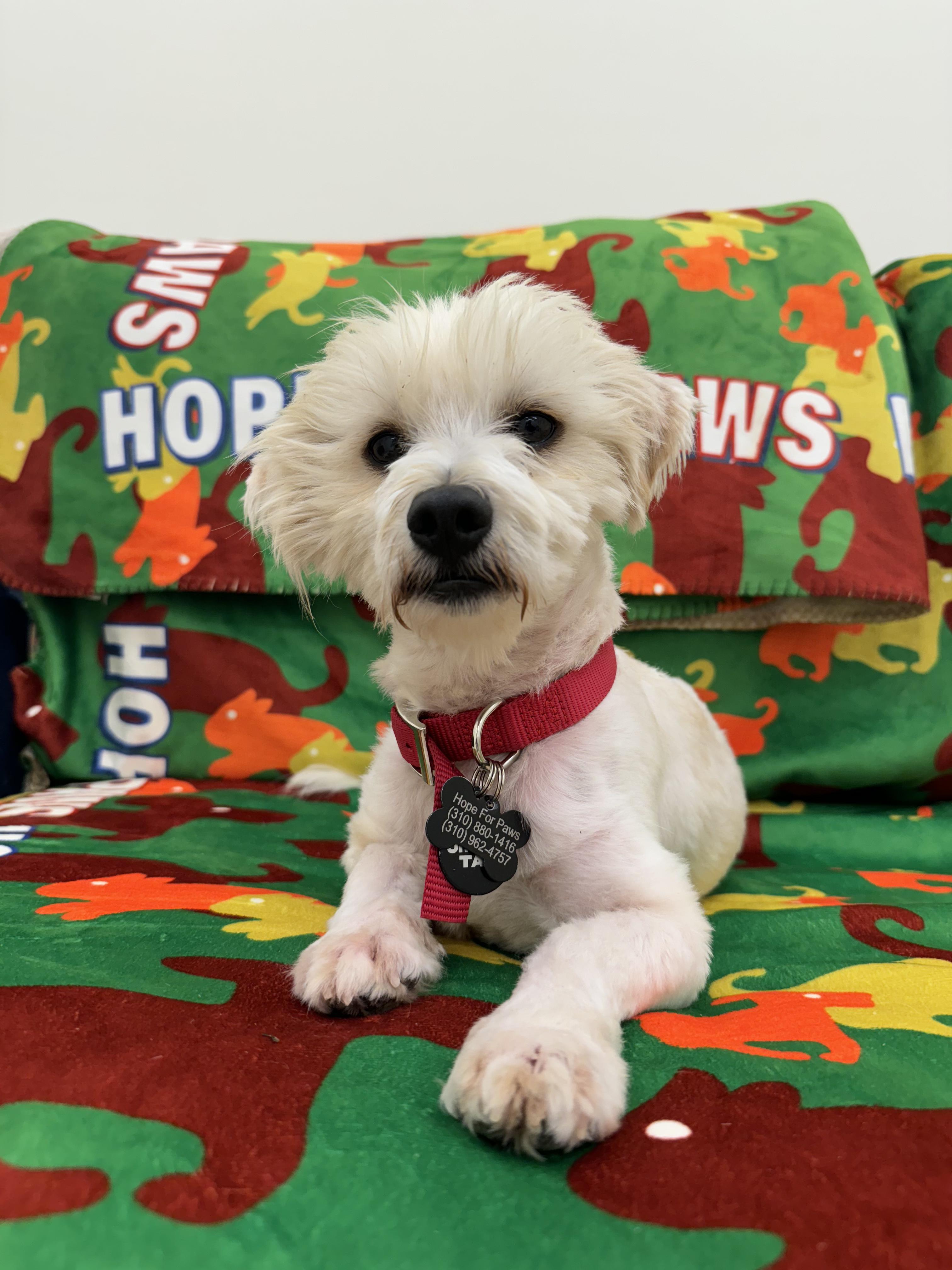 Enlarge Patriot, a Adopted mixed breed in West Hollywood, CA image 1/6