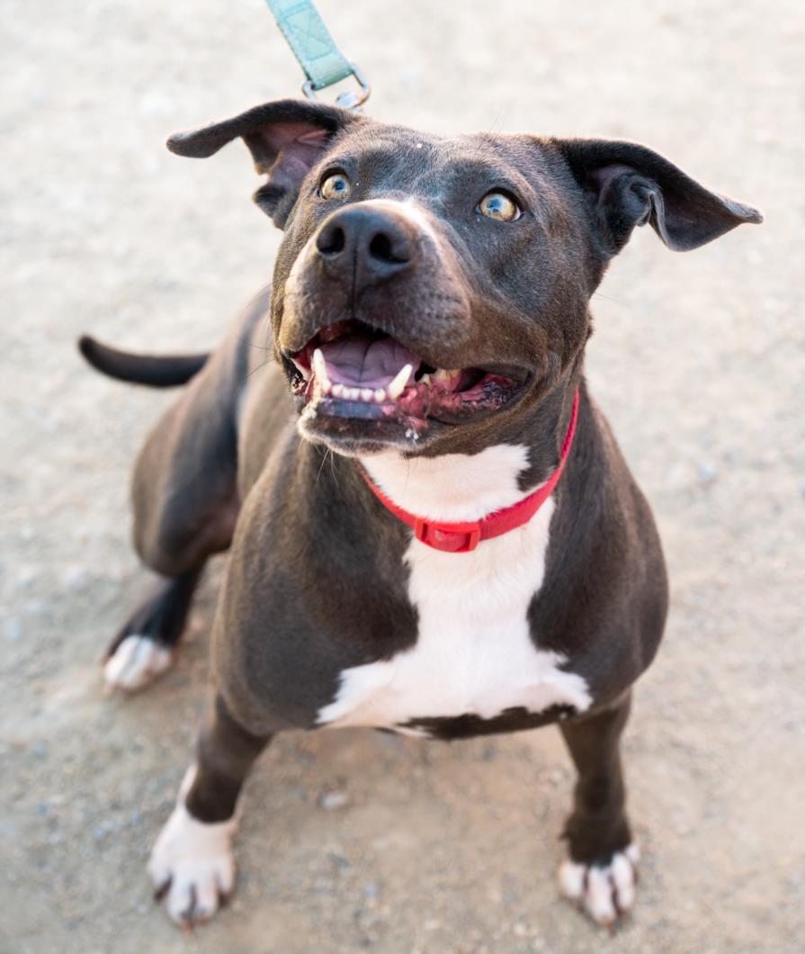OCEAN, Adoptable, Adult Female Pit Bull Terrier.