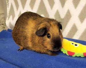 Caribou, ADOPTABLE, Adult Female Guinea Pig.