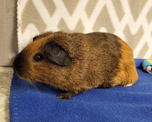 Caribou, a ADOPTABLE Guinea Pig in Bucyrus, OH image 3/3
