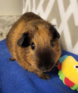 Caribou, a ADOPTABLE Guinea Pig in Bucyrus, OH image 2/3