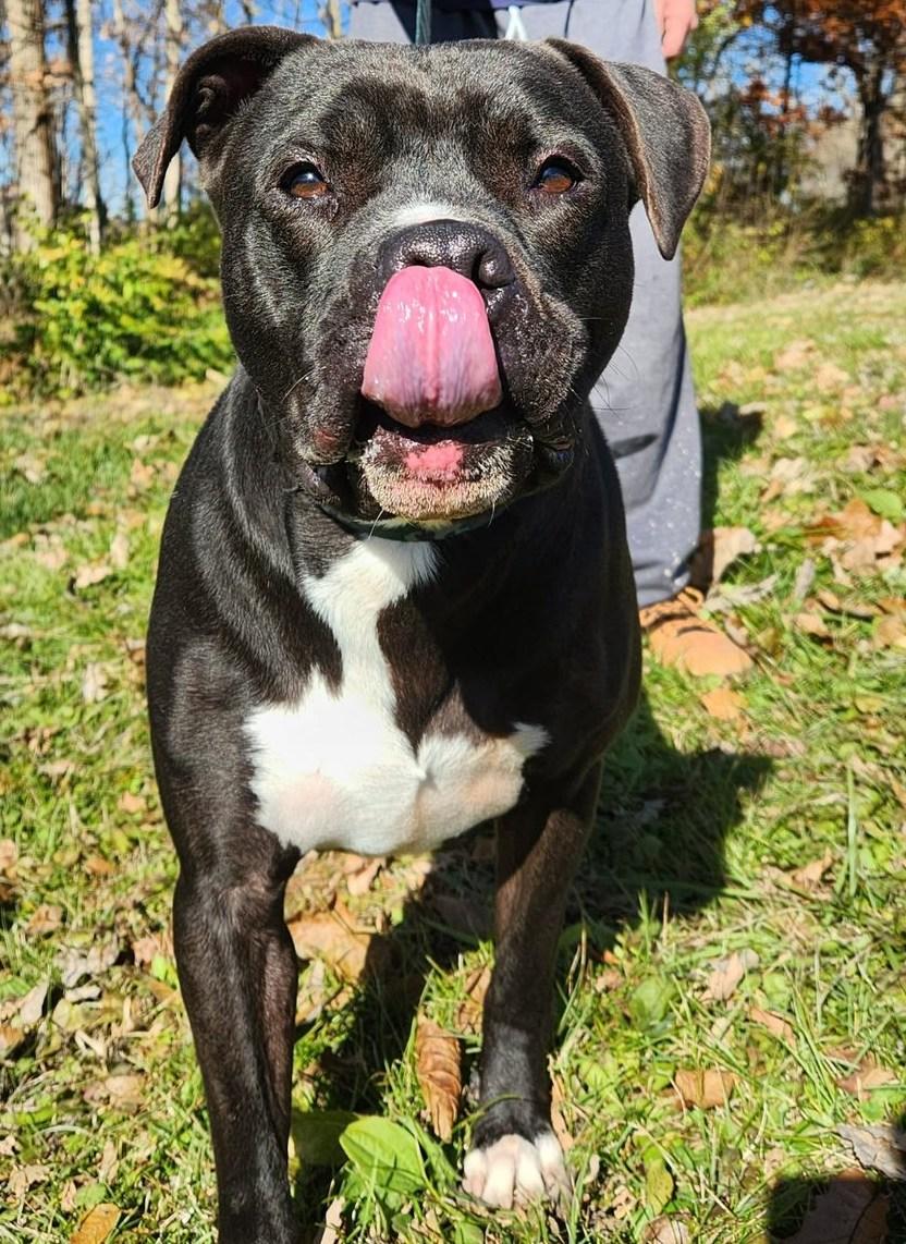 Enlarge kovu, a Adoptable mixed breed in MARION, IN image 2/6