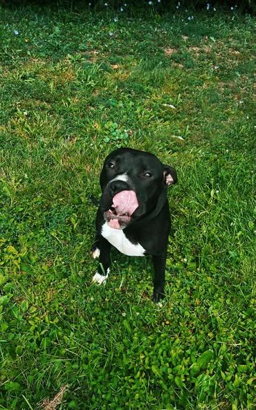 Enlarge kovu, a Adoptable mixed breed in MARION, IN image 3/6