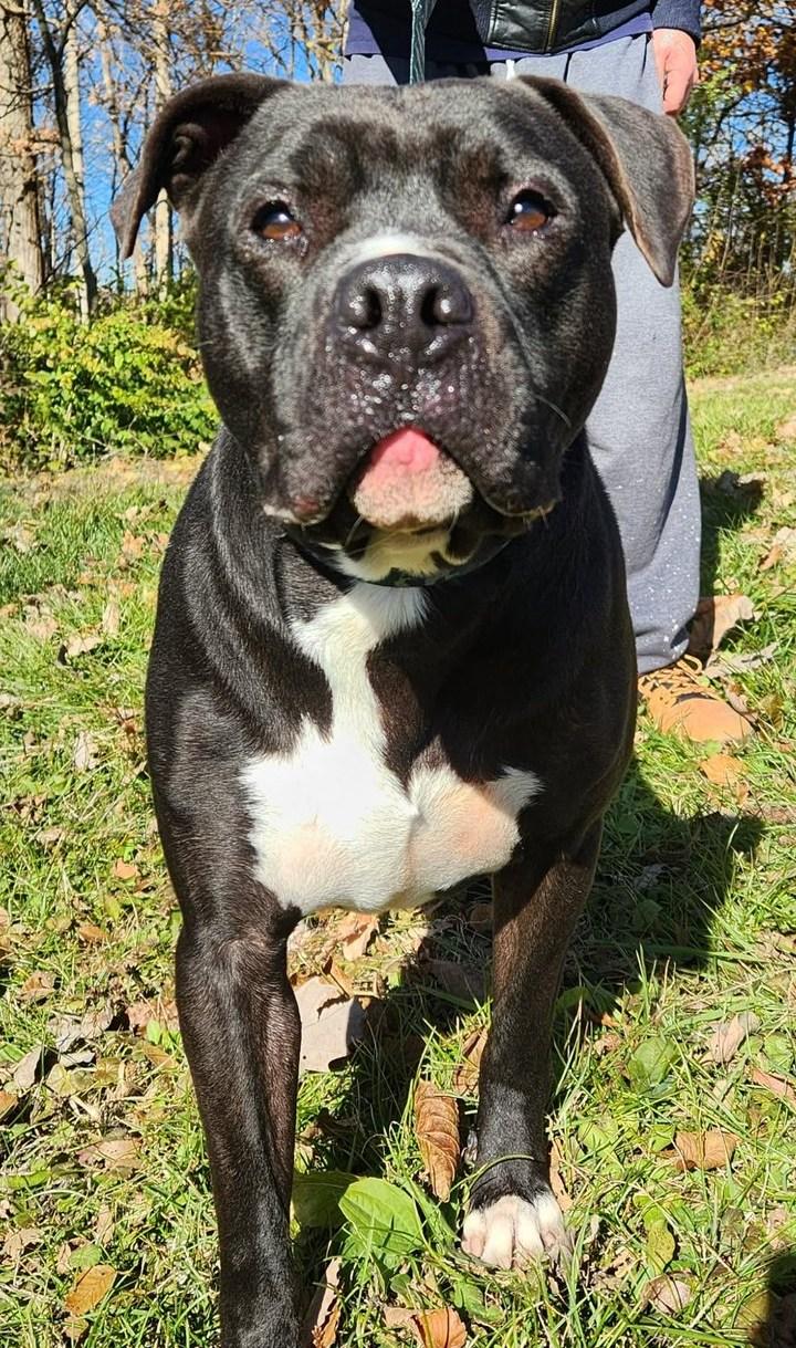 Enlarge kovu, a Adoptable mixed breed in MARION, IN image 4/6