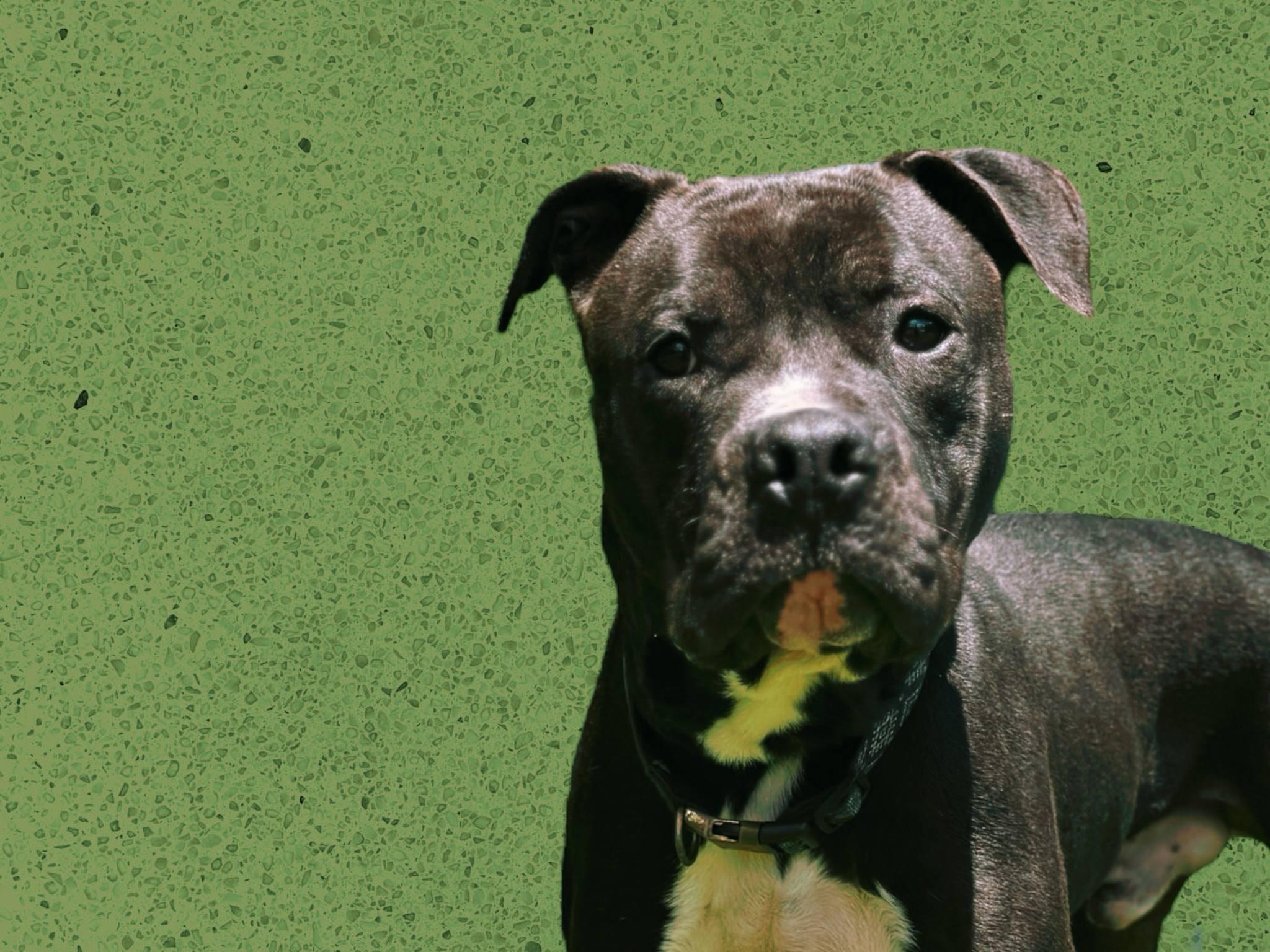 kovu, Adoptable, Young Male American Staffordshire Terrier & Pit Bull Terrier.
