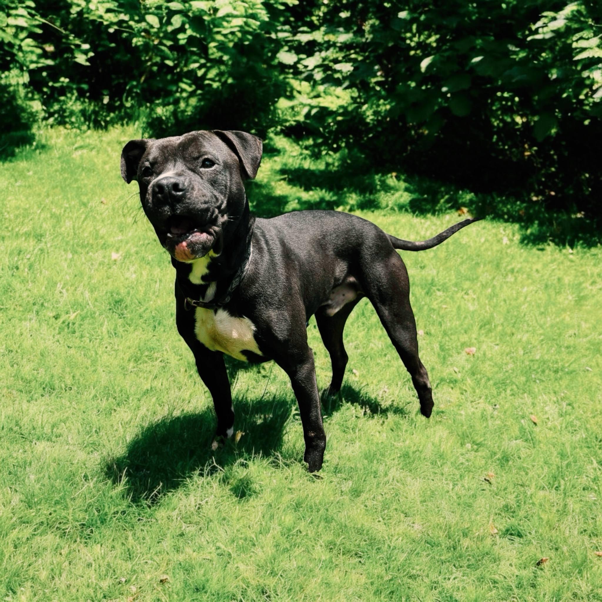 Enlarge kovu, a Adoptable mixed breed in MARION, IN image 6/6