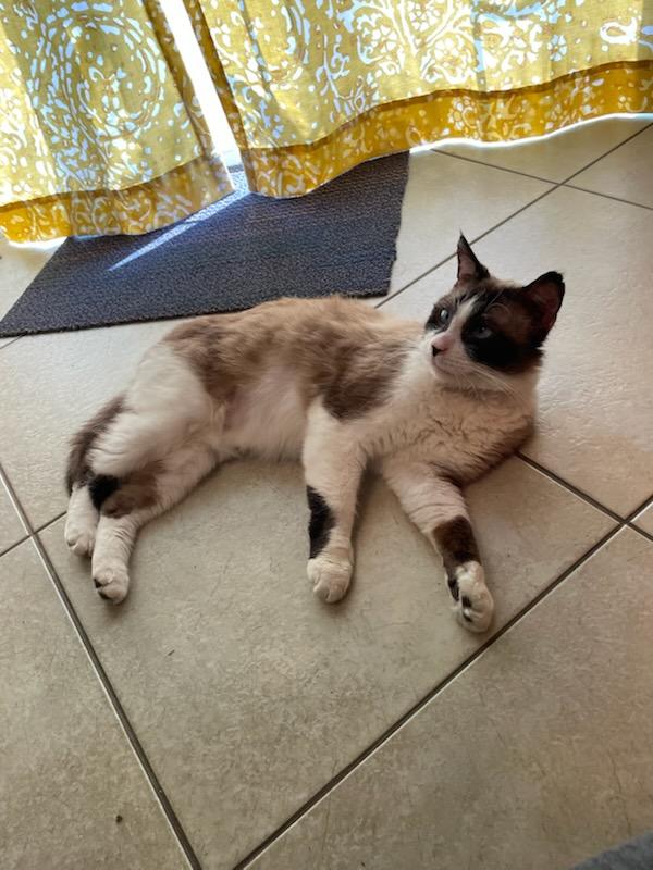 Shifu (also called Tofu), an adoptable Siamese, Snowshoe in Roseville, MN, 55113 | Photo Image 4