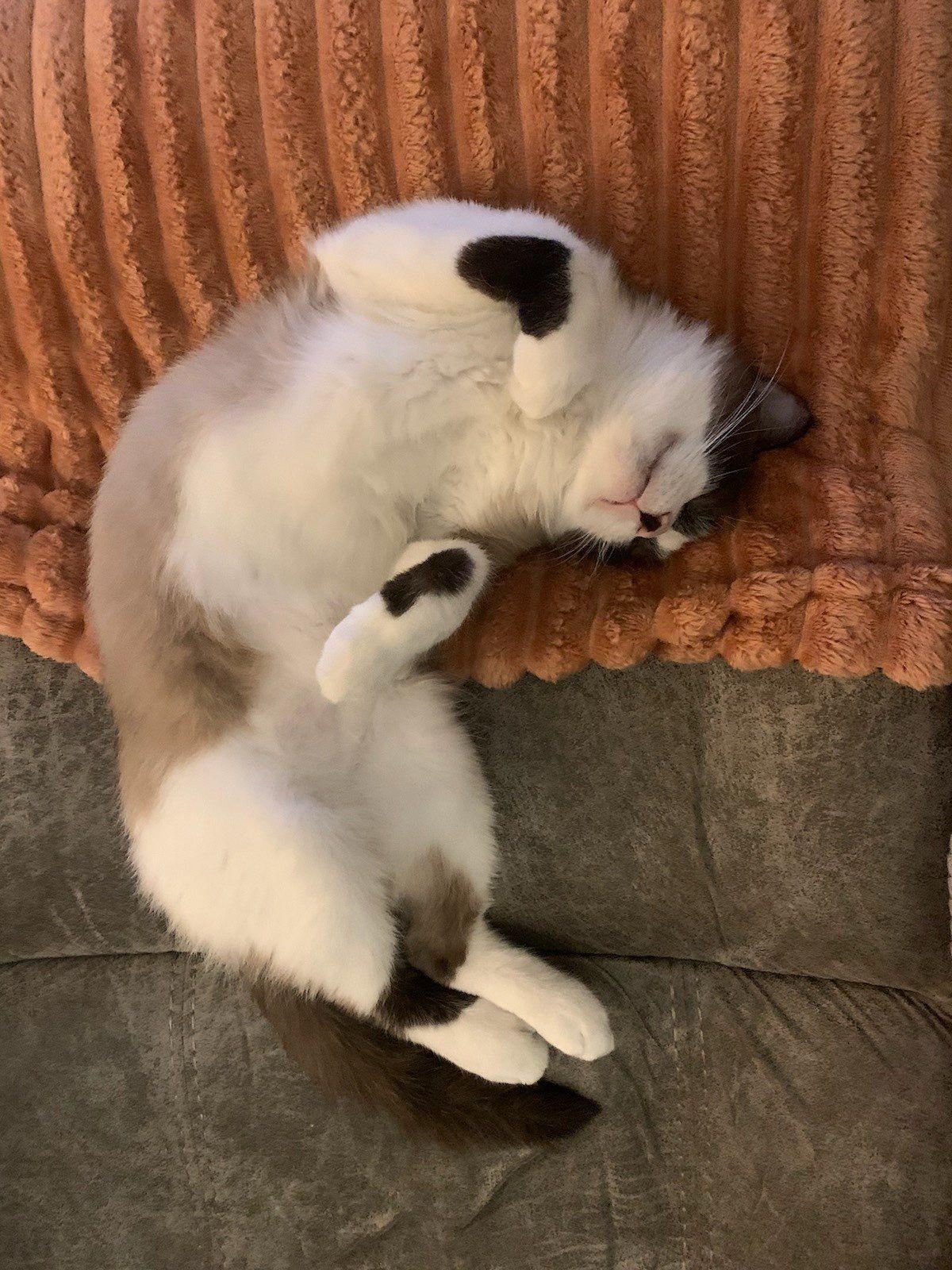 Shifu (also called Tofu)