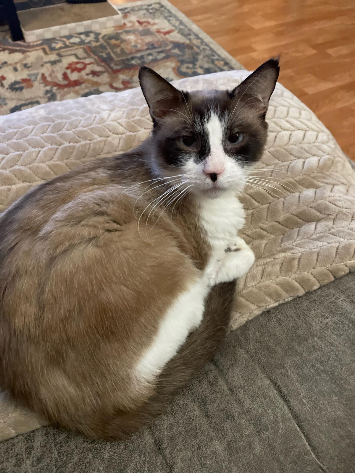 Shifu (also called Tofu), an adoptable Siamese, Snowshoe in Roseville, MN, 55113 | Photo Image 1