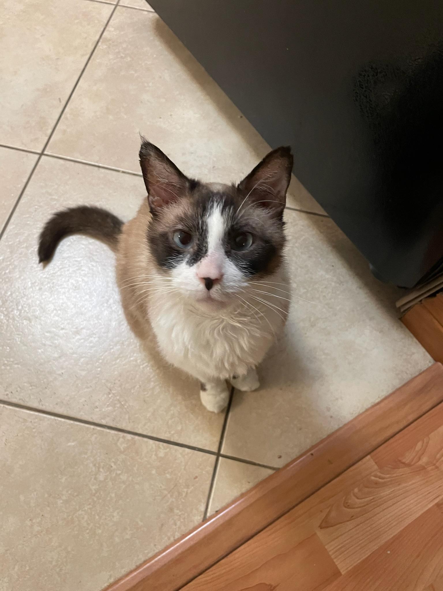 Shifu (also called Tofu), an adoptable Siamese, Snowshoe in Roseville, MN, 55113 | Photo Image 5