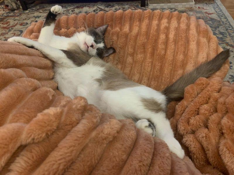 Shifu (also called Tofu)