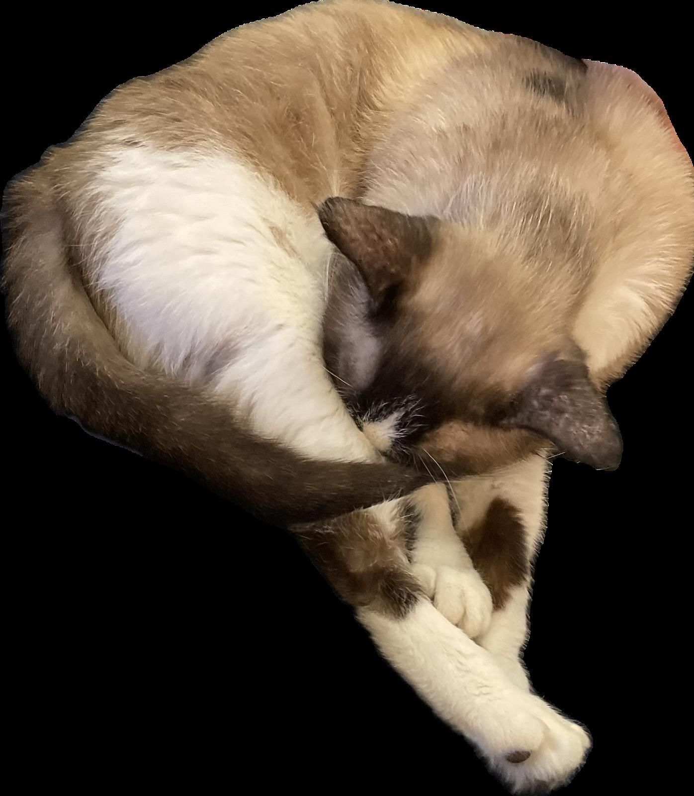 Shifu (also called Tofu), an adoptable Siamese, Snowshoe in Roseville, MN, 55113 | Photo Image 3