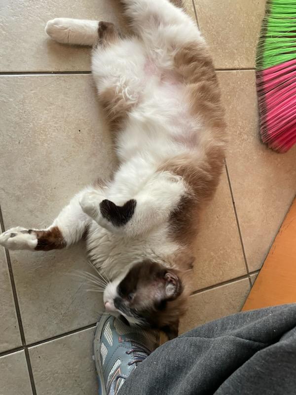 Shifu (also called Tofu), an adoptable Siamese, Snowshoe in Roseville, MN, 55113 | Photo Image 2