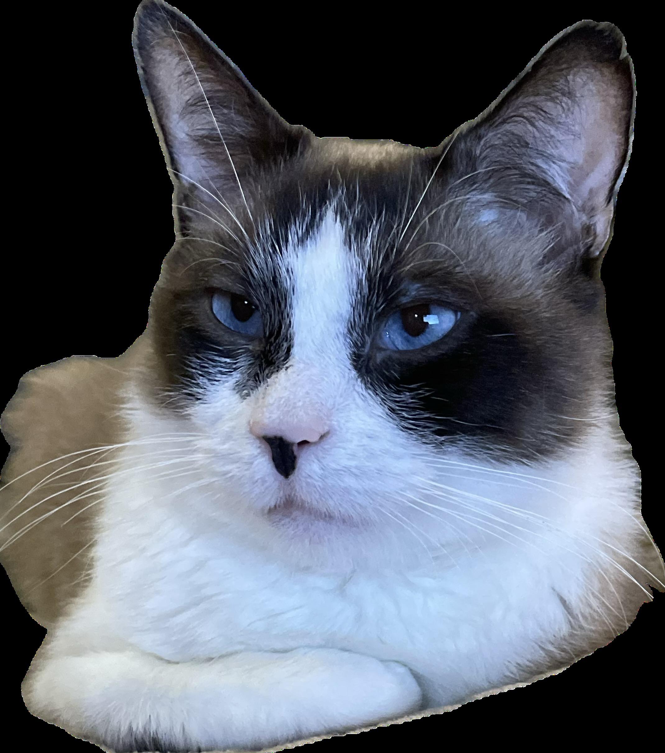 Shifu (also called Tofu), an adoptable Siamese, Snowshoe in Roseville, MN, 55113 | Photo Image 6