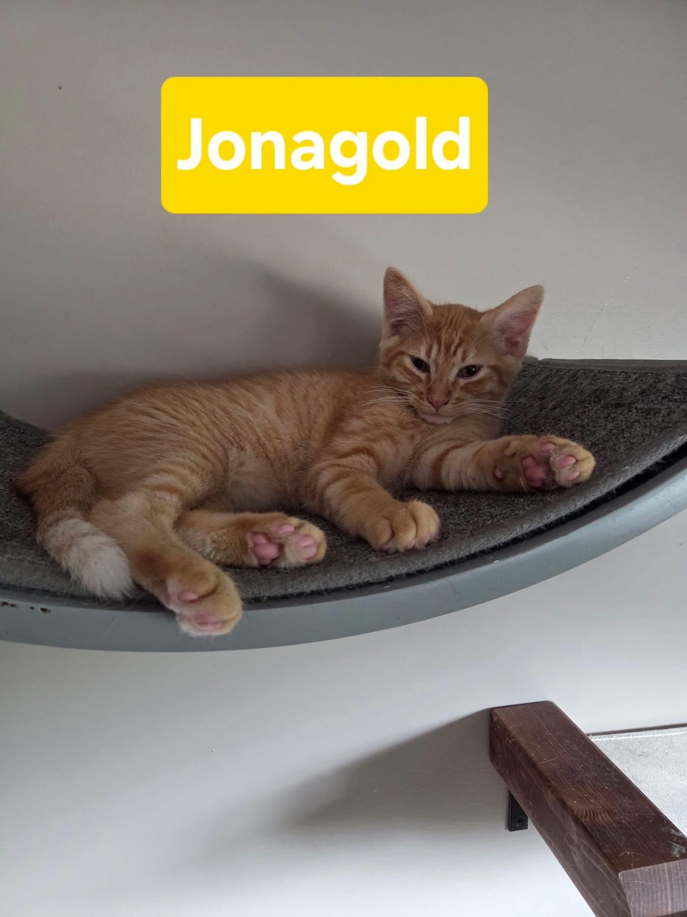 Enlarge Jonagold, an adopted Domestic Short Hair in Manhattan, KS image 2/5